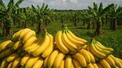 Chiquita se retira de Panamá: ¿Qué oportunidades surgen para México?